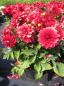 Preview: Dahlie Lubega ® XL Red - Dahlia Lubega ® XL Red